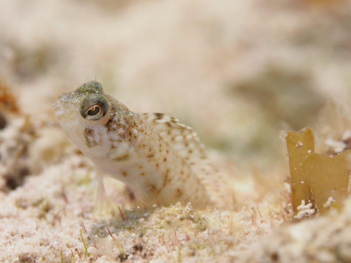 ✨One more week until applications are due for a new postdoc opportunity with the MarineGEO Team! The postdoc will work with a group of diverse experts in marine science and coral reef ecology. #teamscience

serc.si.edu/get-involved/j…