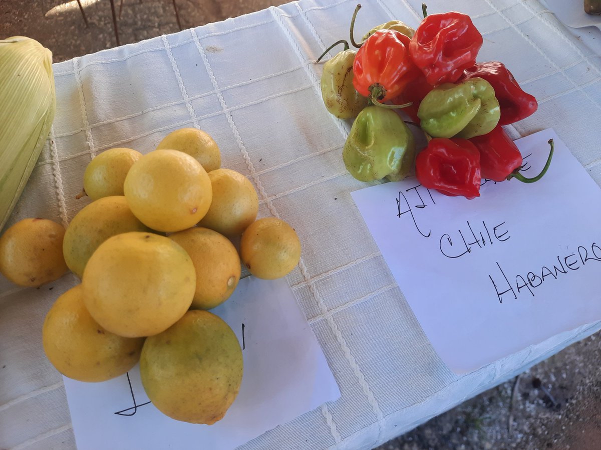 CitmacfgDeleg's tweet photo. Como parte de Expo-Innovación en Municipio Abreu se presenta la producción de #ChileHabanero a cielo abierto como tecnología para la producción #FondoExportable #PrioridadesdelaCiencia
@EdMartDiaz
@YolexiRdguez
@ArmandoRguezB
@ucfgos
@citmacuba
@CienfuegosCitma
@cruz_dayamy https://t.co/cBKX3Q34pz