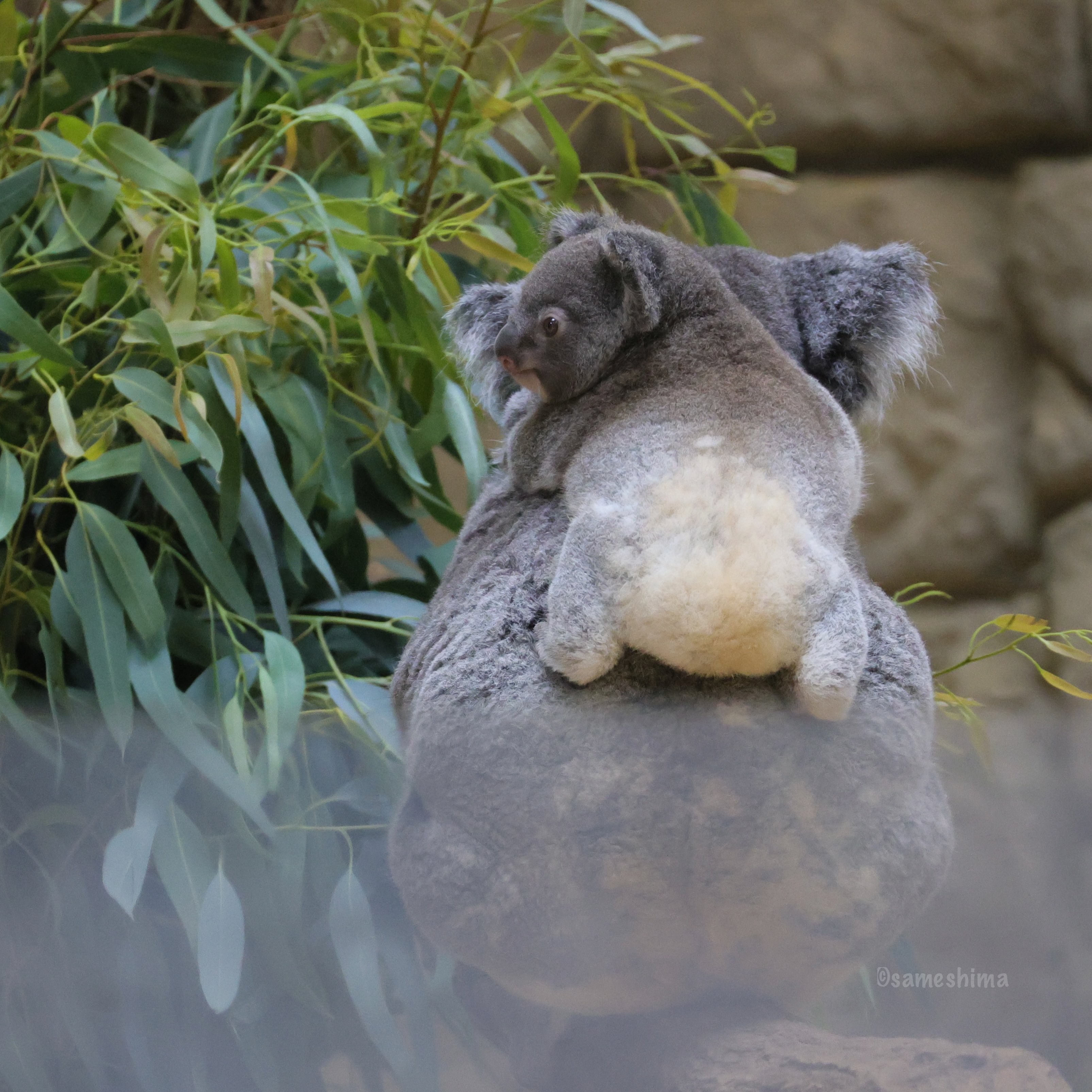 ZOO ポストカード-158 おもち（コアラ） | 東山動植物園公式