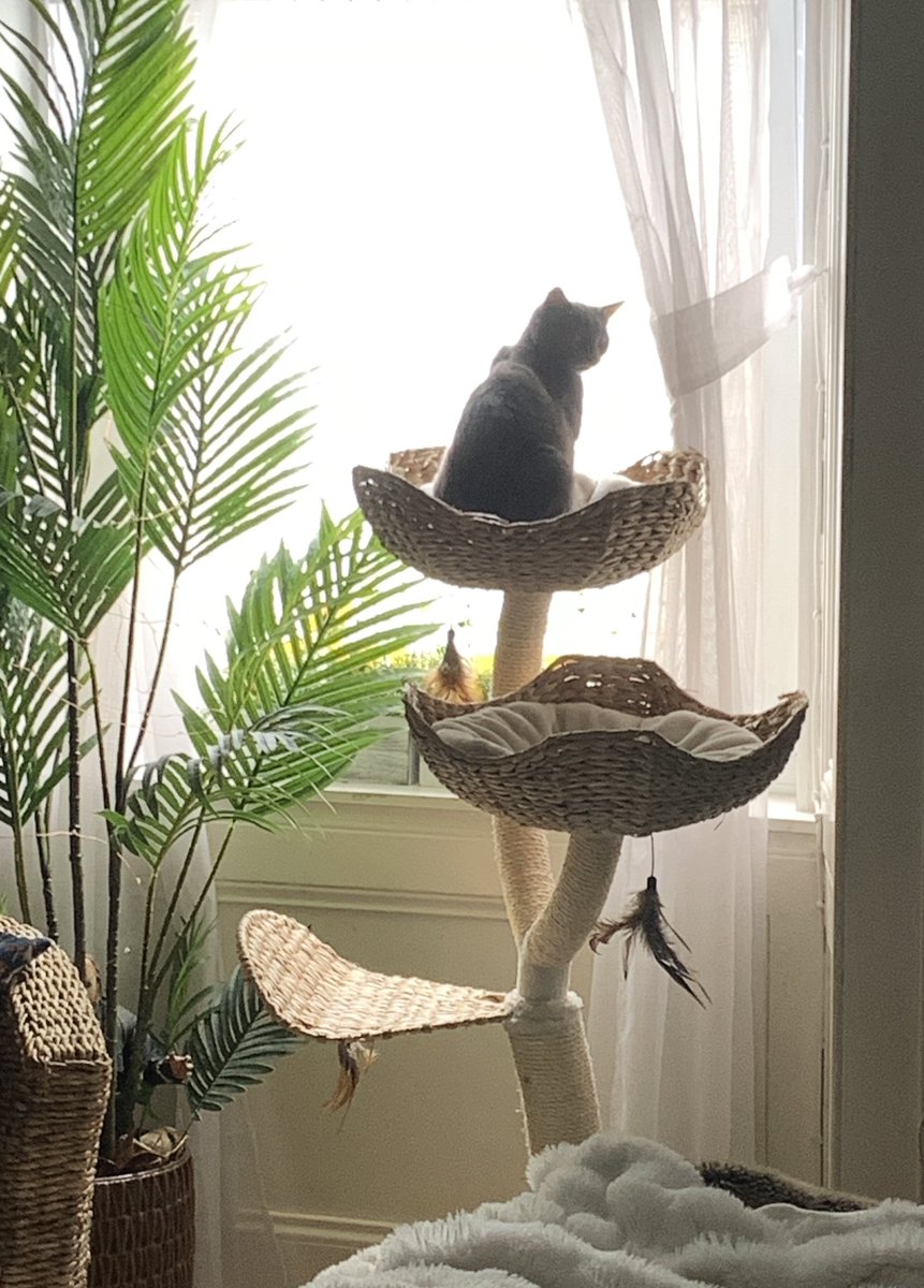 helenraw's tweet photo. #DinkyDoo doing her final checks of the numpties outside before going back home tonight. She’s back in October so plenty more shenanigans to come 🥰😹
But guess who is back next week…🥰 yep #WeeBellaBoo 🥰 https://t.co/QP4ZMhZFYH