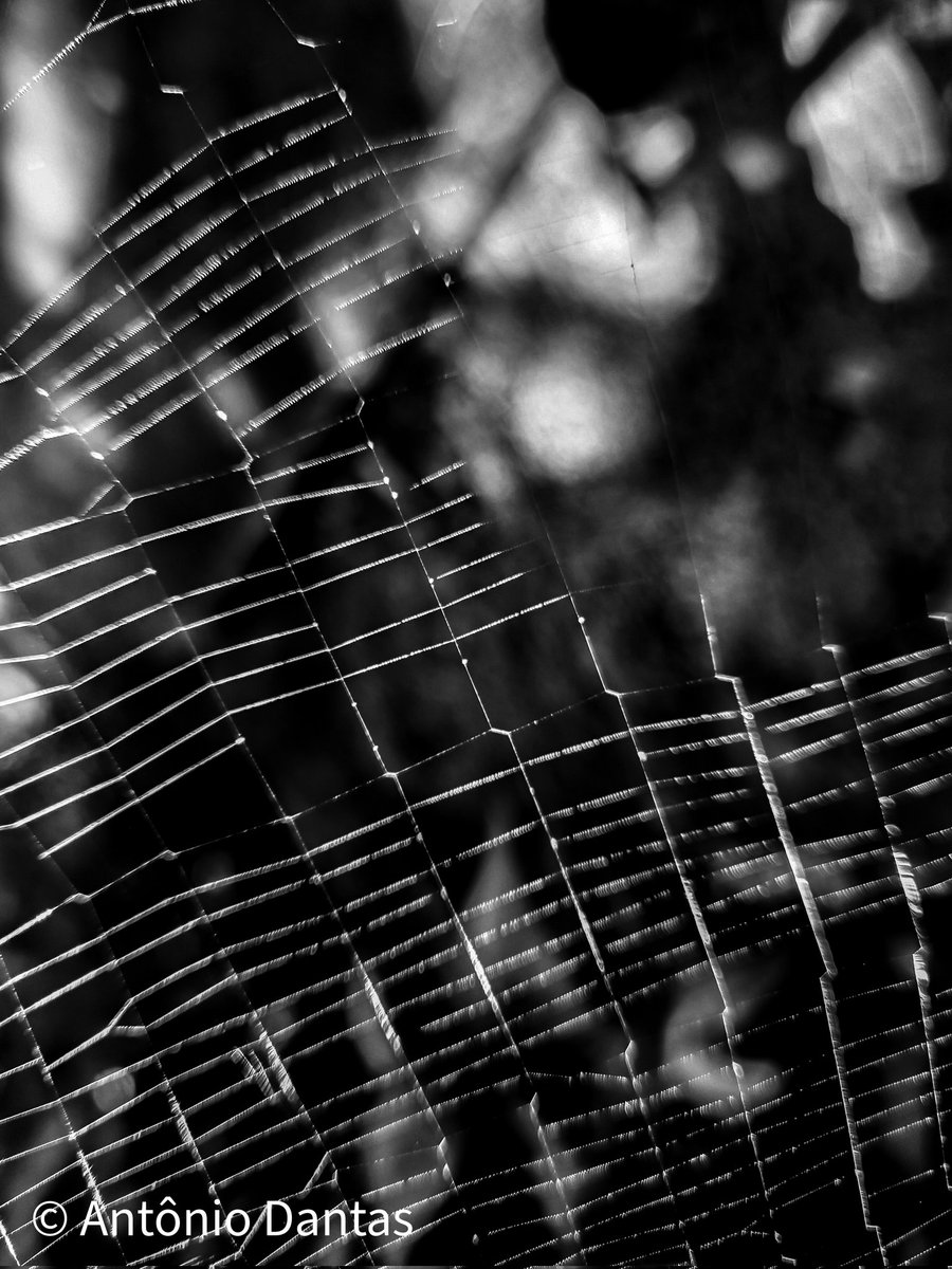 ajdmanso's tweet photo. #nftphotography #fineartphoto #fotografiafineart #NFTCommunity https://t.co/1DiycwBi1i