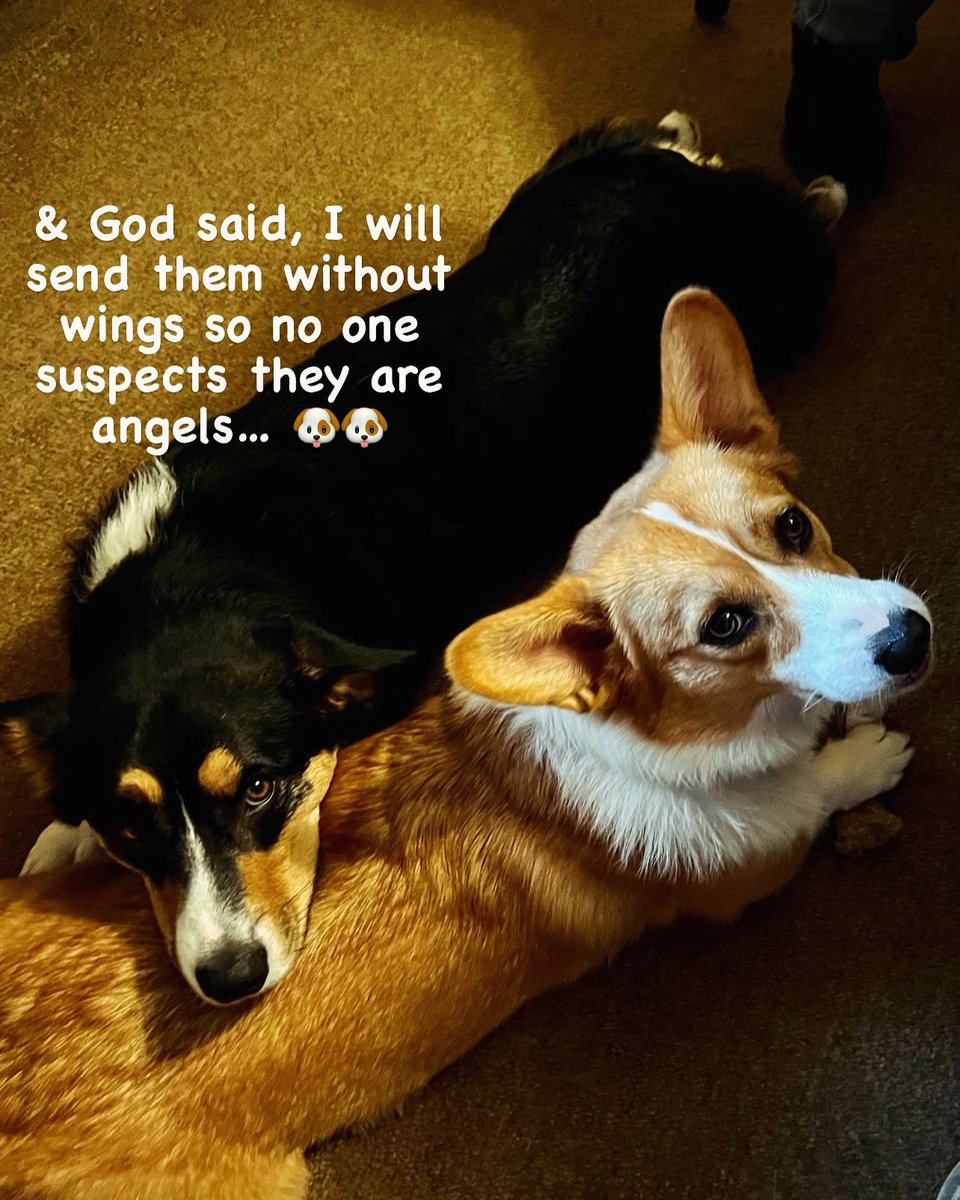 QBeast9922's tweet image. &amp;amp; God said, I will send them without wings so no one suspects they are angels… 🐶🐶
#Corgi #PembrokeWelshCorgi  #CorgisRuleTheWorld #BigCityBryn 
#LoganAndBrynSayHelloHoomans
