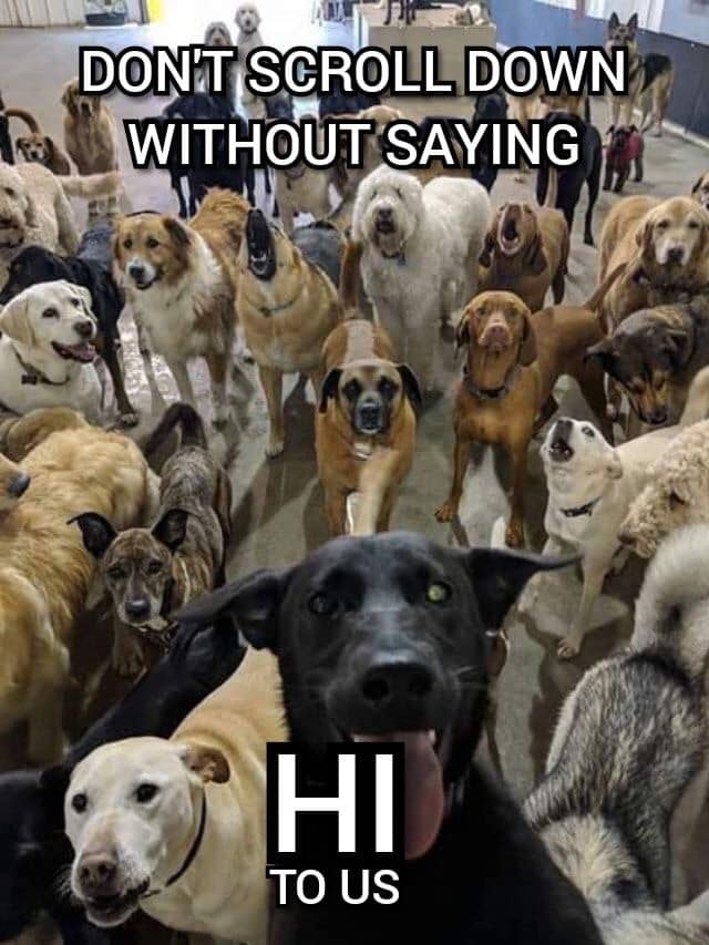 Beyond The Leash tweet media