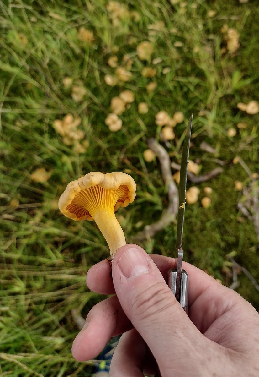 Quick stop to pick up some dinner. Chanterelles are having a good season in Scotland ❤️ #wild #mushrooms #Scotland