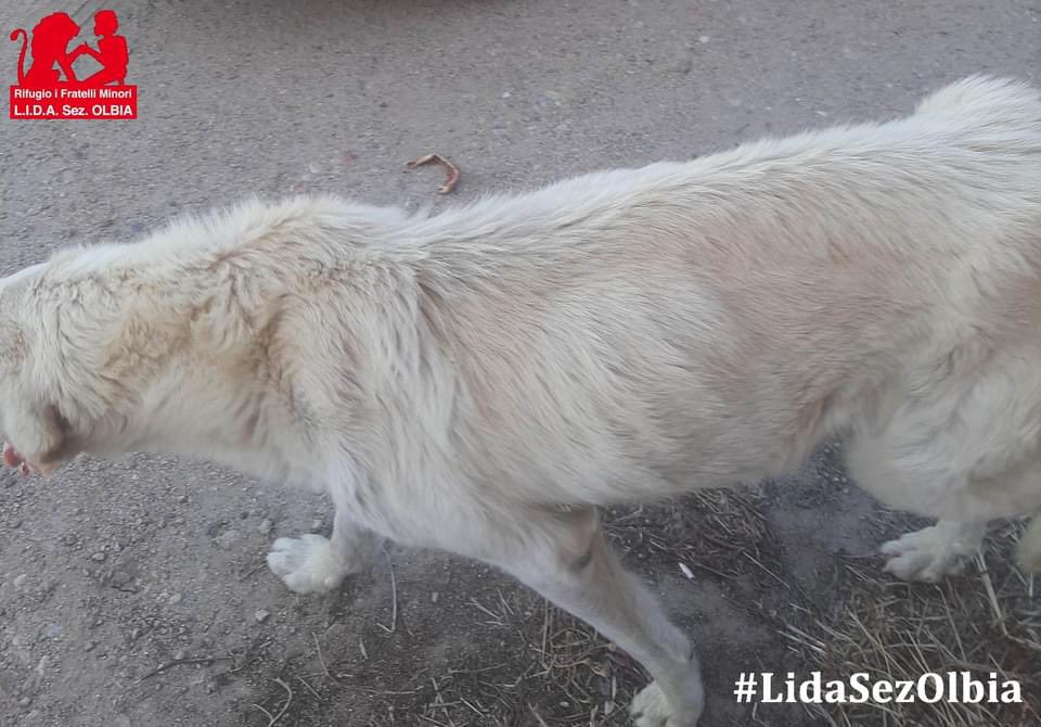LidaSezOlbia's tweet photo. Olbia, 17.07.2024
Lo hanno portato oggi al rifugio, un cuore bianco che da giorni non stava bene ed il pastore ci ha chiesto aiuto. 
È stremato, magro e inappetente, gli mancano le forze. In questo periodo i cani da gregge soffrono tanto il caldo ed i più deboli ne pagano le 4 https://t.co/iuSNV8zuez