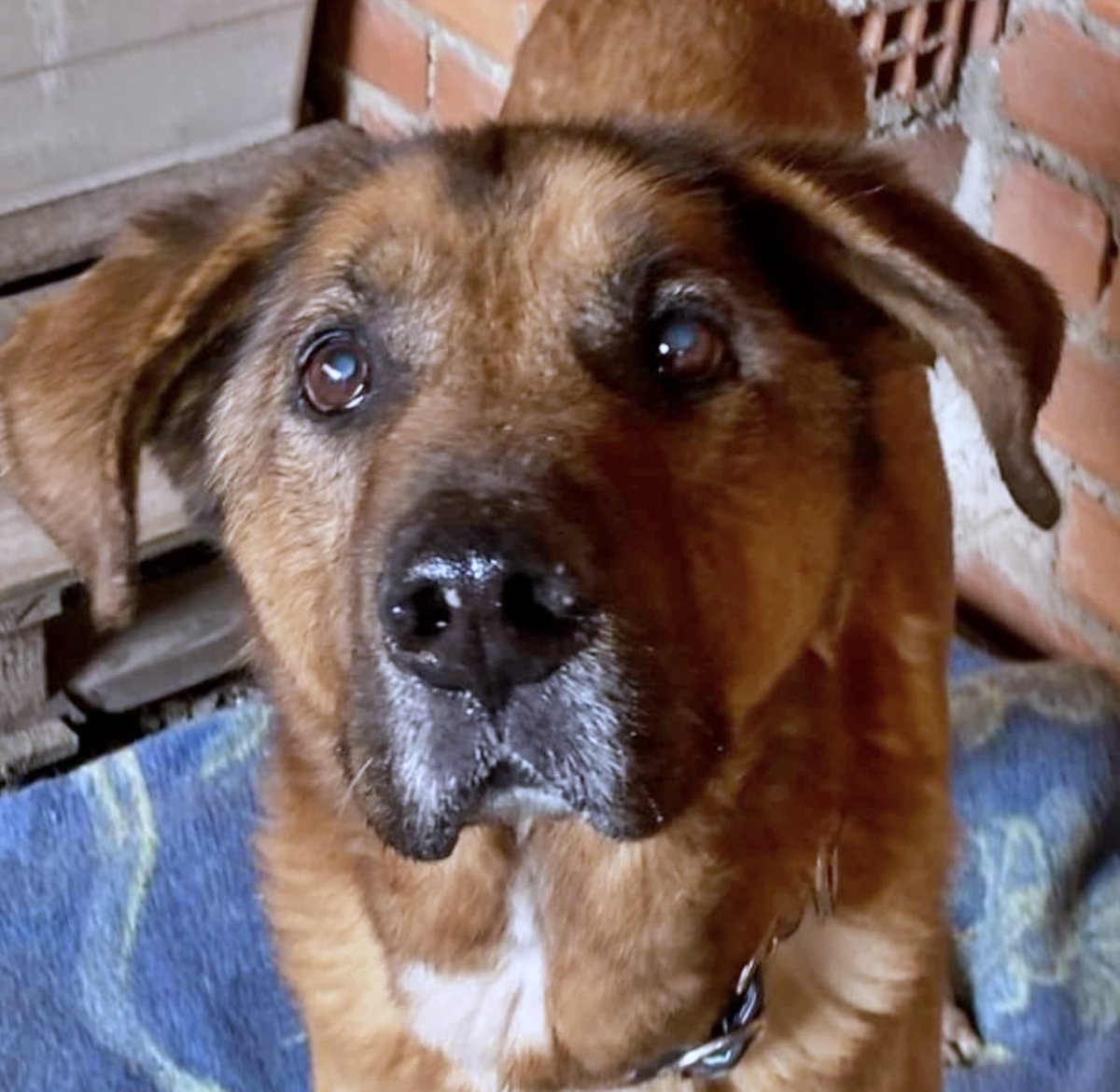 #Toledo (Puede viajar)
Contacto; 675 83 22 70 // 627 54 60 67

A #BRUNO se le recogió hace unos meses, con 7 años, deambulando solito por una carretera. Su estado era lamentable; desnutrido y anímicamente triste...

Ahora todo ha cambiado. Se ha recuperado hasta convertirse en un