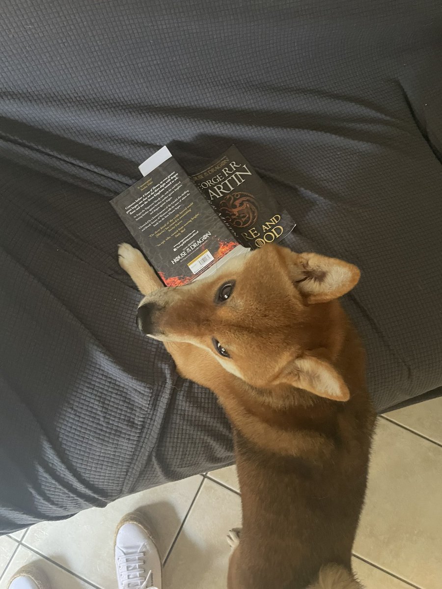 ChIaRa_k89's tweet photo. @GRRMspeaking @HouseofDragon Jon Snow studying the history of his ancestors 🔥🐉🐺 https://t.co/Xzvx8DmE9i
