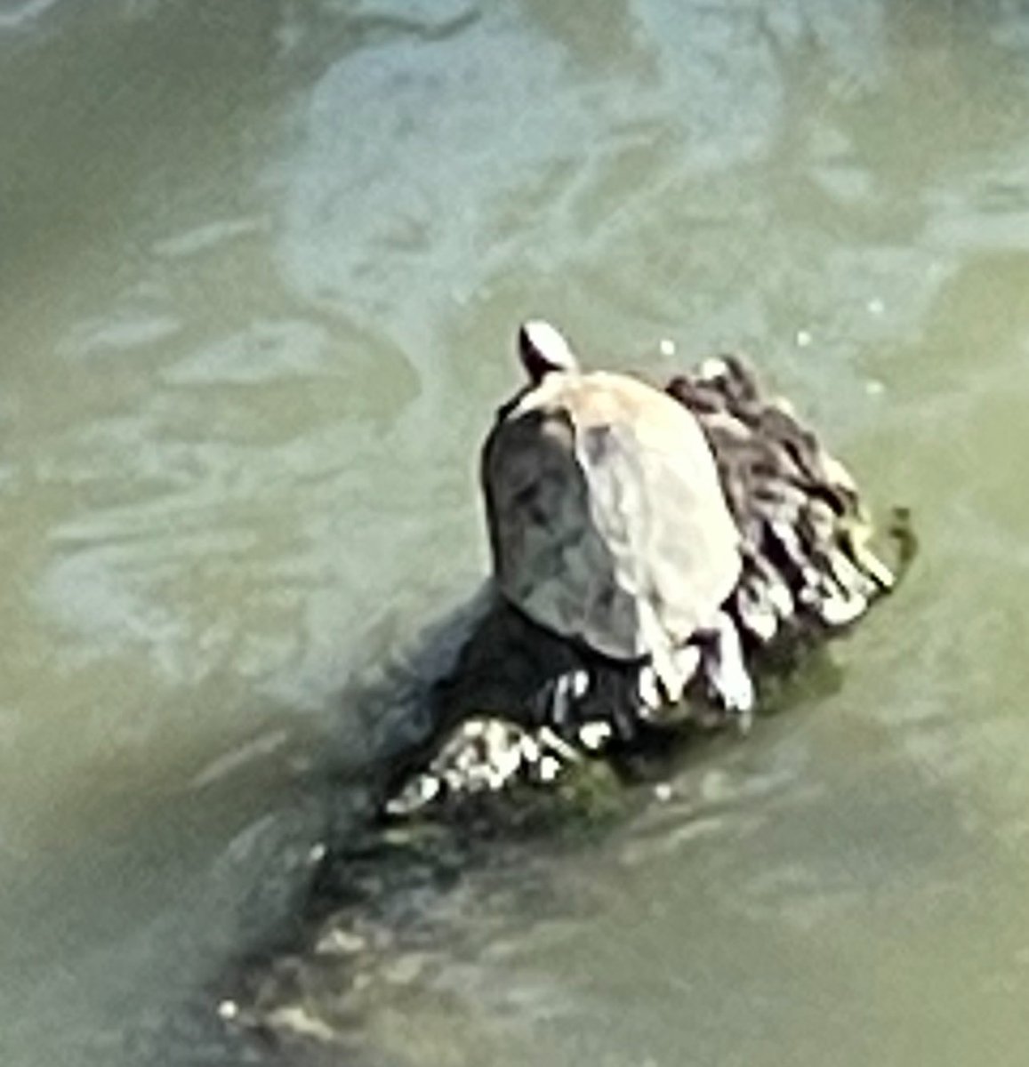 mbmarino's tweet image. Ma voi lo sapevate che nel Tevere abitano anche molte tartarughe …e anche belle grosse?
#sapevatelo 
(Ponte Milvio, fotomia, adesso).
