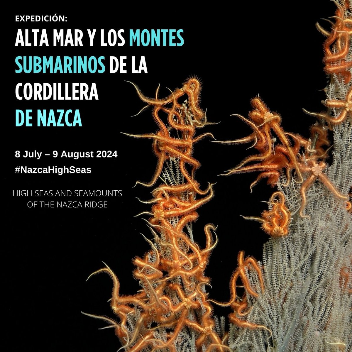 esmoi_ucn's tweet photo. #ESMOI 🌊🌎🪸🐙🛳️ //

▶️ Entre el 8 de Julio y 9 de Agosto estaremos explorando la Dorsal de Nazca en aguas internacionales a bordo del Falkor (too) del @SchmidtOcean

▶️ Acompáñanos y no se pierdan las transmisiones en vivo del ROV SuBastian 🕹️🪸🐟

🔗 https://t.co/ro3Ms8vasK https://t.co/srkcy3cX1O