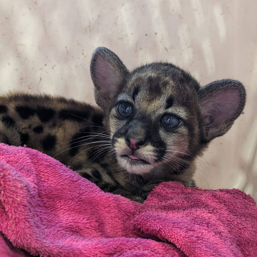 Gendarmerie's tweet photo. #CoupdeCoeur 💙 Félicitations 👏 à nos camarades de la @Gendarmerie_973 pour avoir sauvé un bébé puma.
Les #gendarmes l'ont découvert à bord d'une pirogue interceptée. Les passagers tentaient de dissimuler l'animal. 🐱
Le petit puma a été remis à une association. https://t.co/Q2fqAsKWpd