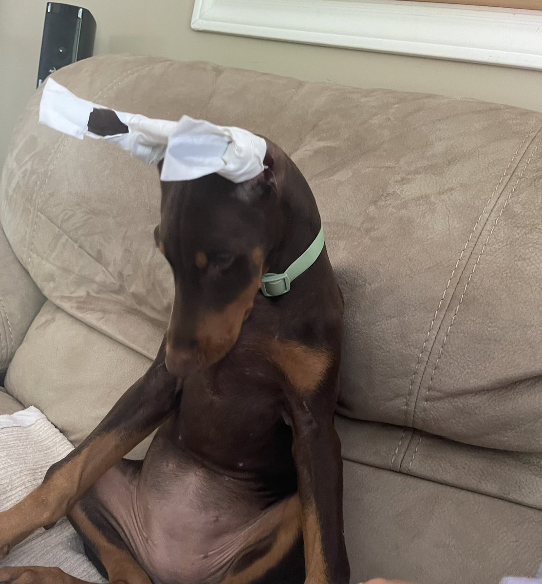 GHOST Toari tweet media