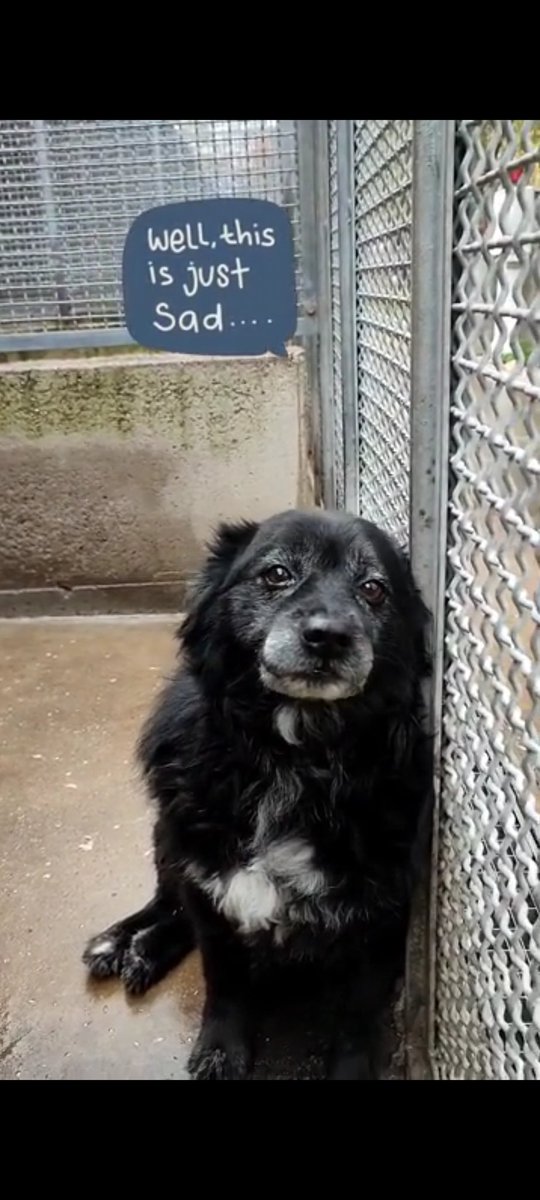 GabriellaBargh1's tweet image. È LUCIO È SEMPRE LÌ. VERGOGNOSO 
CHE NN ABBIA AVUTO RICHIESTE 
ORMAI È  RASSEGNATO IL SUO MUSINO SI STA IMBIANCANDO SENZA AIUTO LUCIO MORIRA  APPOGGIATO A QUELLA GRATA
CI RIPROVO PICCOLO CHISSÀ CHE 
UN RP VOLI SULLA BACHECA GIUSTA
CANILE DI LEGNANO O331 466665
🙏🙏😭🐾🌺💔💔💔🐞