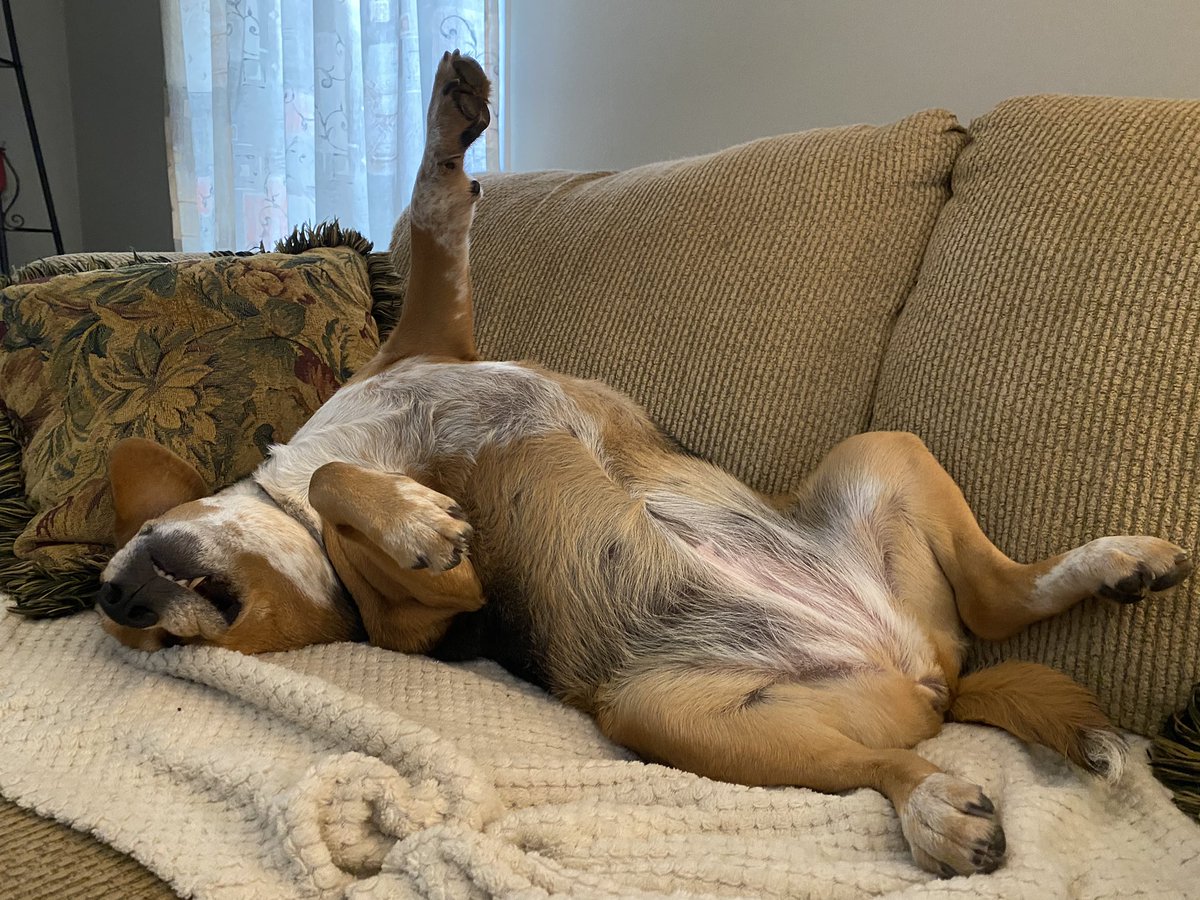 Oh hey there! #beagle <a href="/beaglefacts/">Beagle Facts</a>