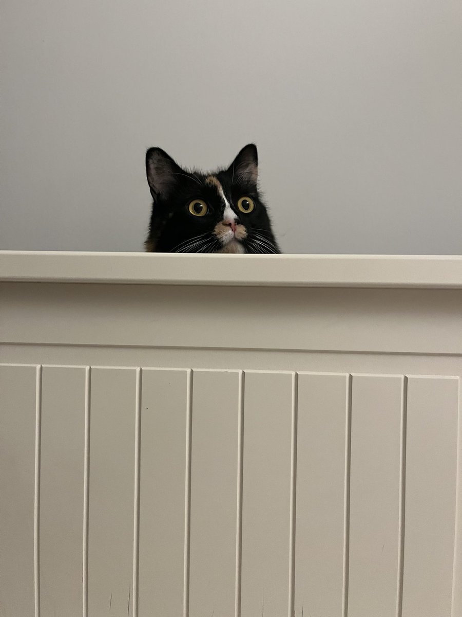 I took a funny photo of my cat, enjoy