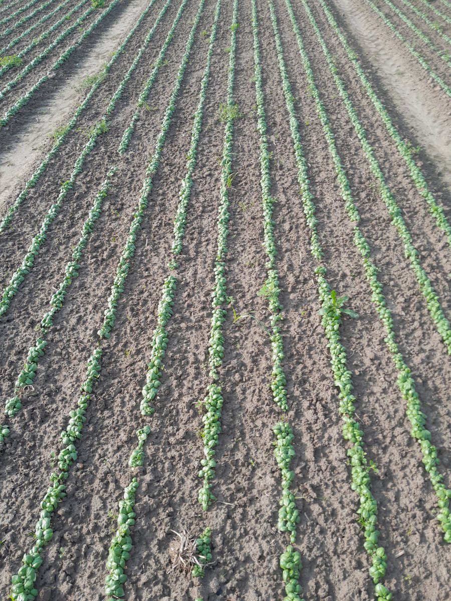 Bert Dhaene tweet media