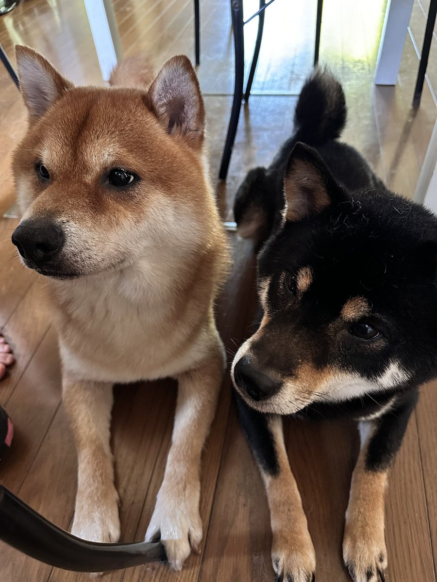 aym6216's tweet photo. ひっさびさの更新でワンコの紹介。
パンとお米とゆで卵大好き #赤柴 と卵の黄身と最近パンが好きな #黒柴
赤柴の血統書の名前は…豪の鈴将w
黒柴の血統書の名前は…大樹竜w
ちなみに赤柴もうすぐ7歳、黒柴5歳。
名前に昭和感と平成感がある…
#柴犬のいる暮らし https://t.co/8P2WKs5AAF