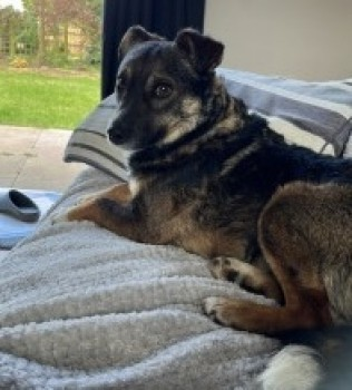 millypod1's tweet photo. HONEY HOME SAFE. THANKS FOR RT's 😊🐕🐾
🆘16 JUL 2024 #Lost HONEY #ScanMe #Tagged
Tri Colour Cross Breed Female
#Nacton #Ipswich #Suffolk #IP10
https://t.co/kkGL7caZKD https://t.co/RmVpJCXRsH