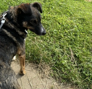 millypod1's tweet photo. HONEY HOME SAFE. THANKS FOR RT's 😊🐕🐾
🆘16 JUL 2024 #Lost HONEY #ScanMe #Tagged
Tri Colour Cross Breed Female
#Nacton #Ipswich #Suffolk #IP10
https://t.co/kkGL7caZKD https://t.co/RmVpJCXRsH