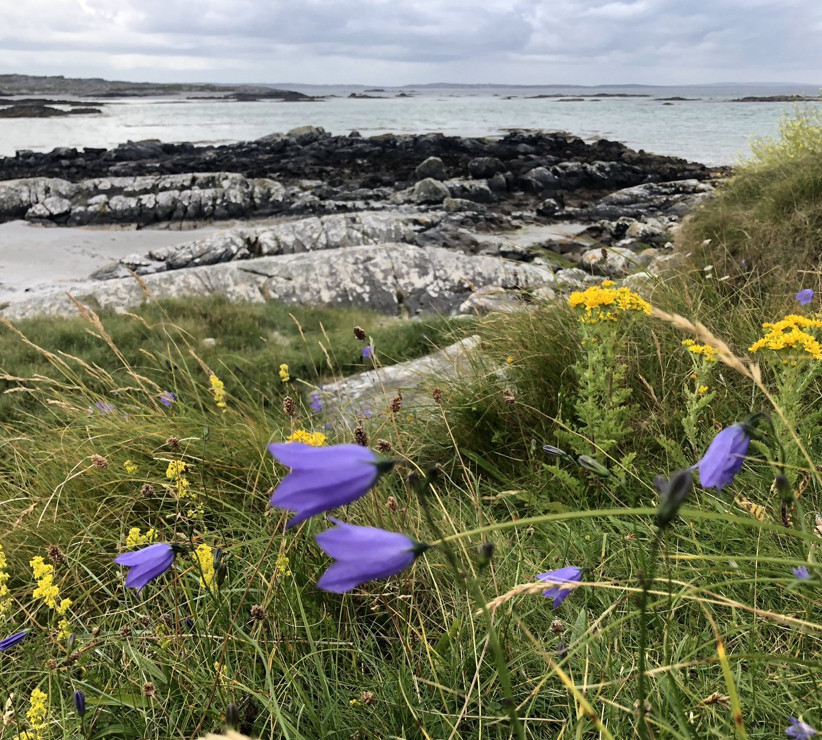 CoxonCatherine's tweet image. Méaracáin ghorma, Caladh Fhínse, #IorrasAithneach #Conamara