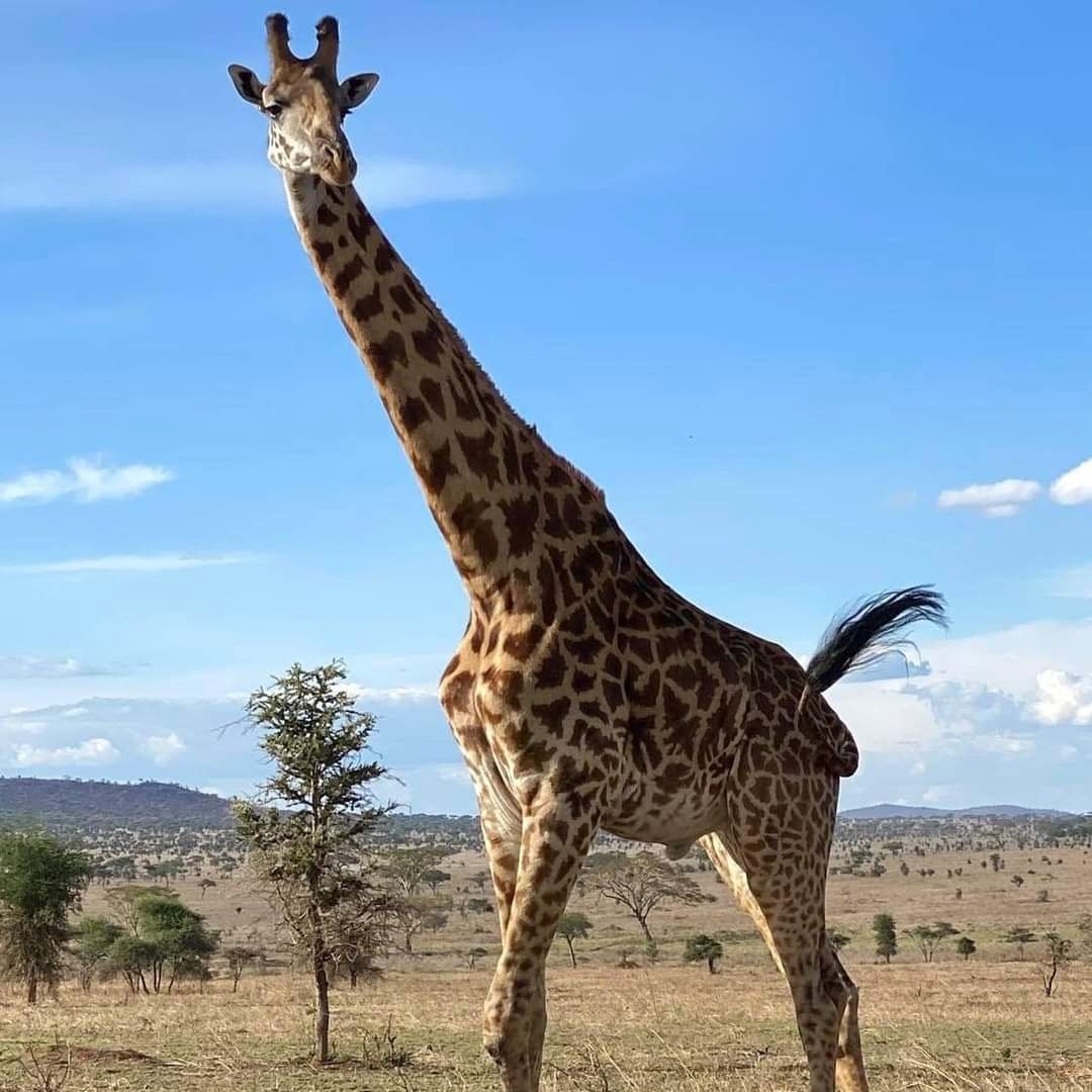 Princess of Serengeti

#giraffe #princess #Elegance #lightness #Tanzania #Serengeti #Safari #travelphotography #naturelovers #dream #travel #Discover