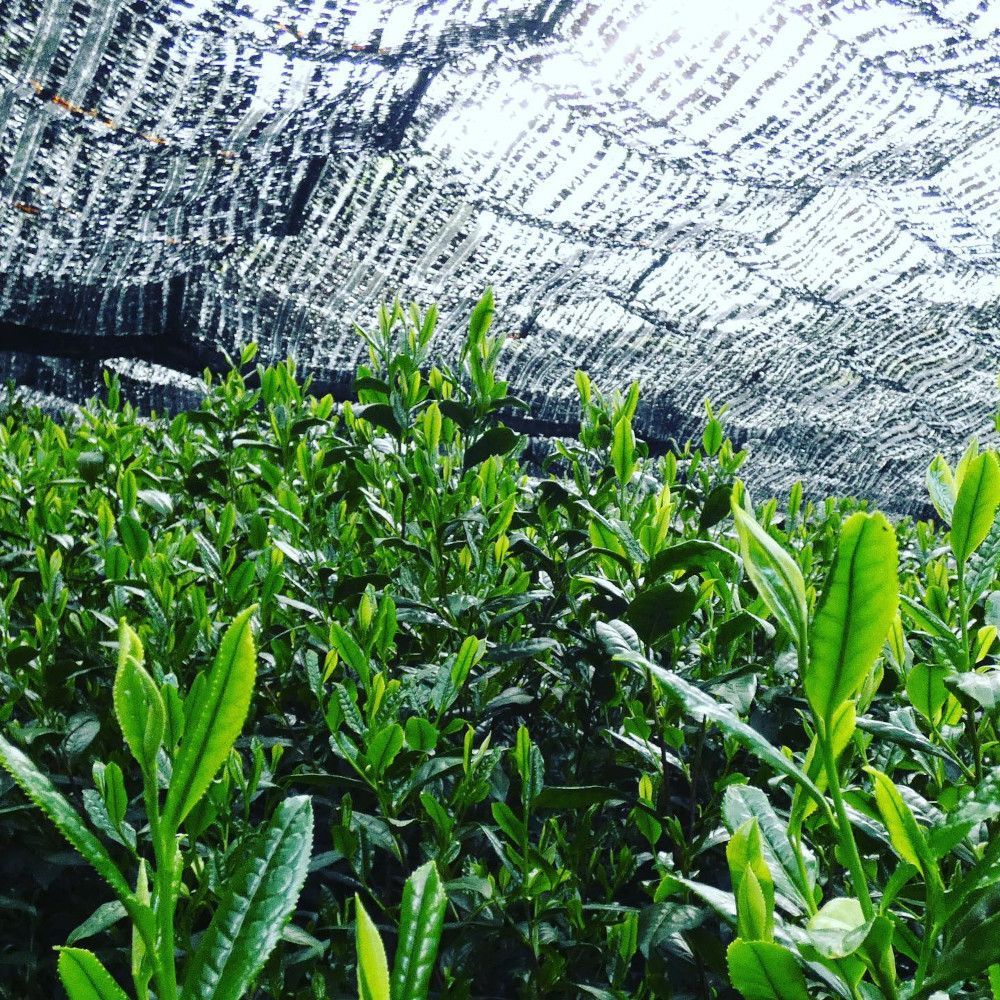 The Tenmyou tea cultivar
myjapanesegreentea.com/tenmyou