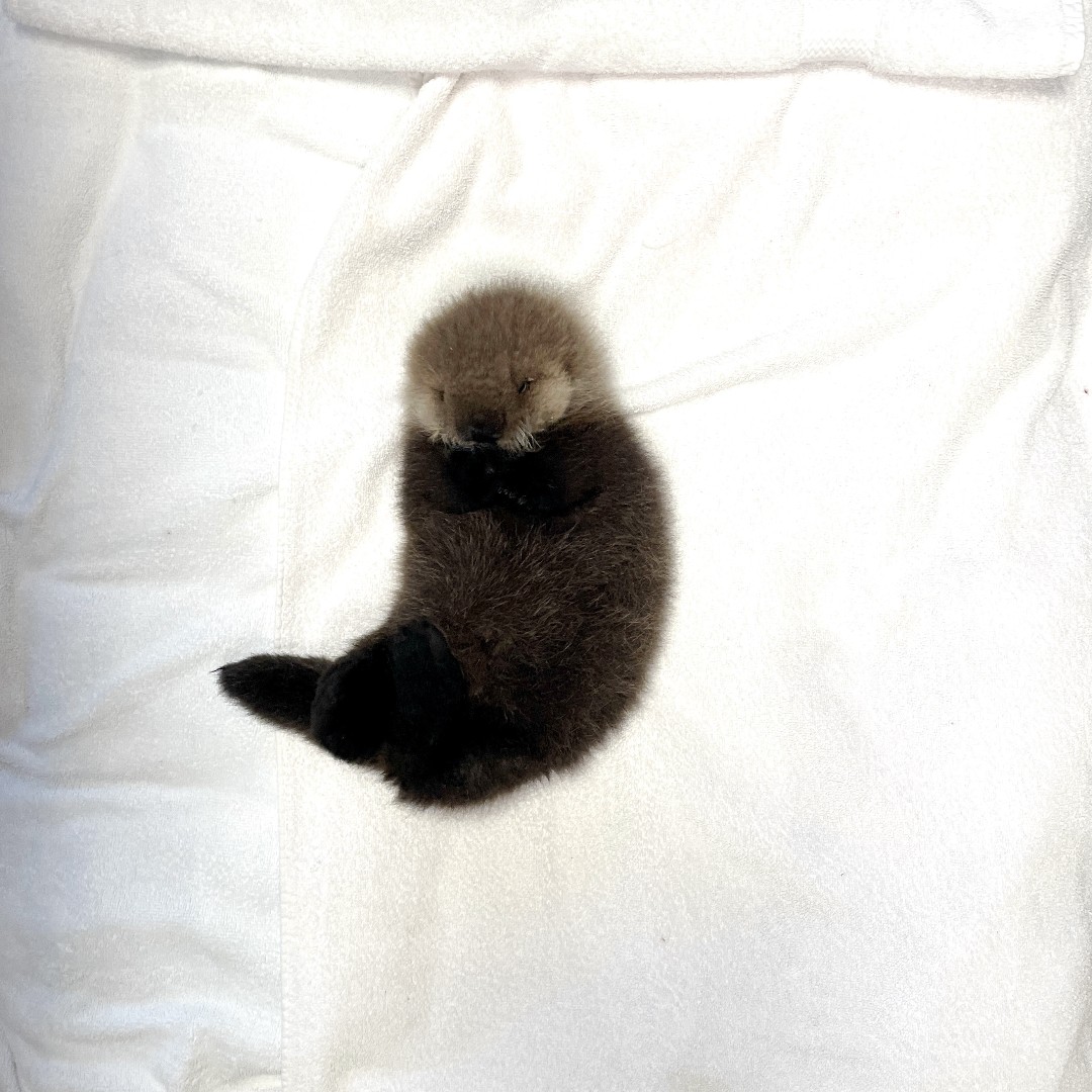 vammrs's tweet photo. (1/3) Introducing Luna, the newest rescued sea otter pup.
 
Luna, a tiny 1.58 kg pup, was found alone on Vargas Island near Tofino, BC. In critical condition, she's under 24-hour care, being bottle-fed every 1.5 hours.  
 
#VAMMR #SeaOtterRescue #LunaTheOtter #MarineMammalRescue https://t.co/IG6iynQT02