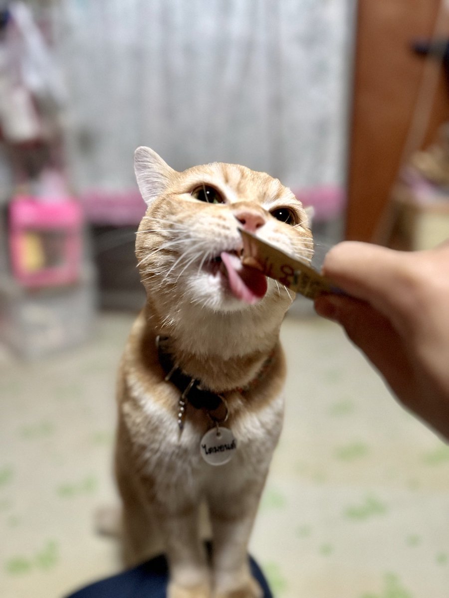 diamond_is_cat's tweet photo. I love you only when you give me foooooooooood 😹😻 https://t.co/0OtB3z0kOx