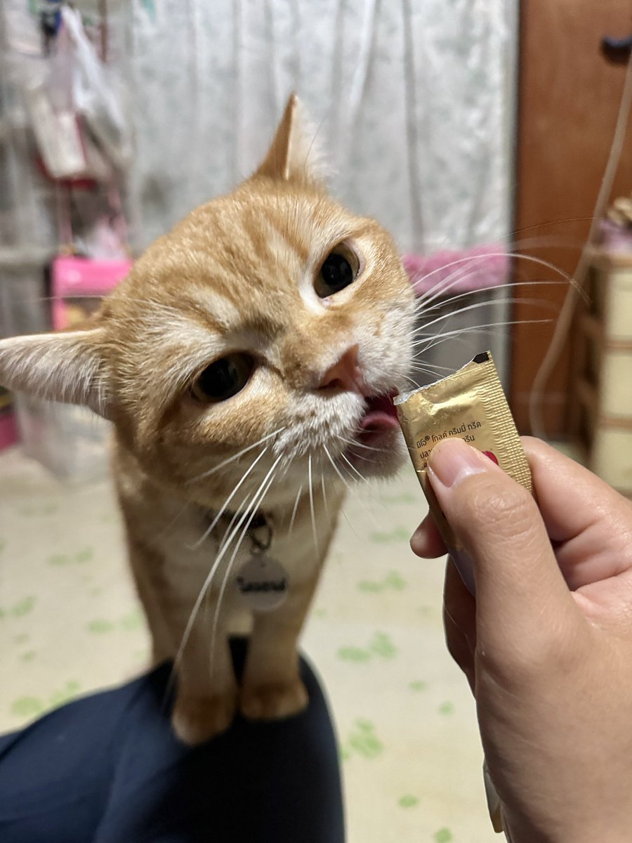 diamond_is_cat's tweet photo. I love you only when you give me foooooooooood 😹😻 https://t.co/0OtB3z0kOx