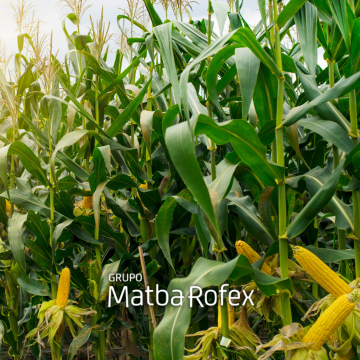 a3mercados's tweet photo. ¡Hemos completado el ejercicio económico manteniendo nuestro nivel operativo y destacando un aumento en la operaciones de 🌽 #maíz!
#Operatoria #AGRO #CEM
https://t.co/GQO0FS1sIE https://t.co/pg7KggGJVQ