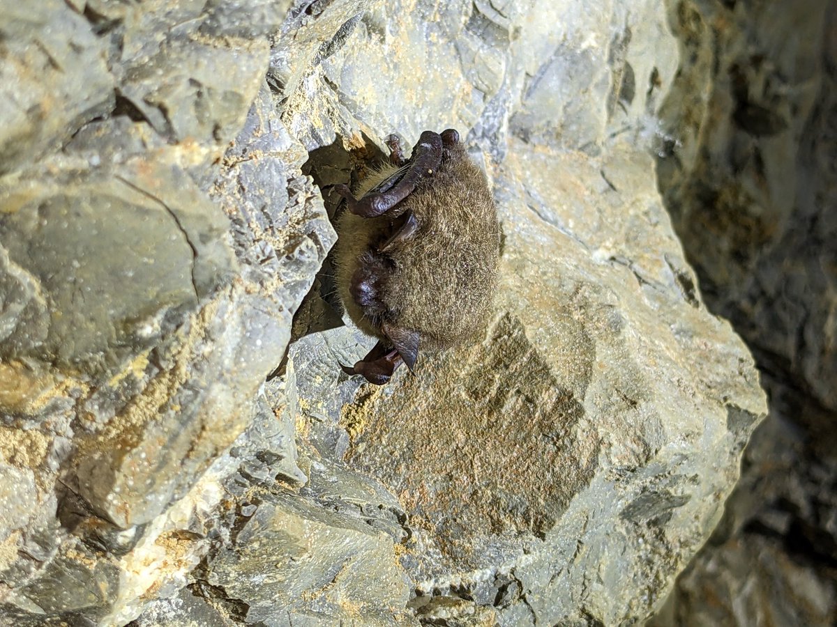 Teague O'Mara (@teague_o) on Twitter photo Are you a data-driven research scientist interested in working on one of the largest conservation challenges facing bats in North America? Join us at <a href="/BatConIntl/">Bat Conservation International</a> as a White-nose Syndrome Research Scientist!
workforcenow.adp.com/mascsr/default… Are you a data-driven research scientist interested in working on one of the largest conservation challenges facing bats in North America? Join us at <a href="/BatConIntl/">Bat Conservation International</a> as a White-nose Syndrome Research Scientist!
workforcenow.adp.com/mascsr/default…