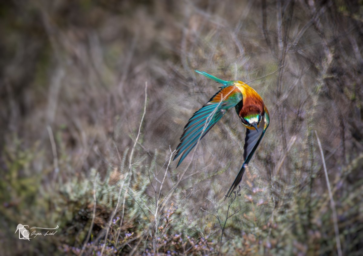 Bijeneters in de achtertuin 
#nikon #wildlifephotography #spanje #Murcia
