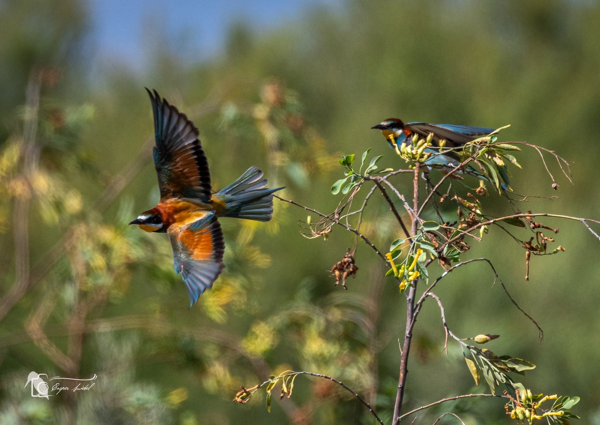 Leven_Met's tweet photo. Bijeneters in de achtertuin 
#nikon #wildlifephotography #spanje #Murcia https://t.co/3X9QAoXZyh