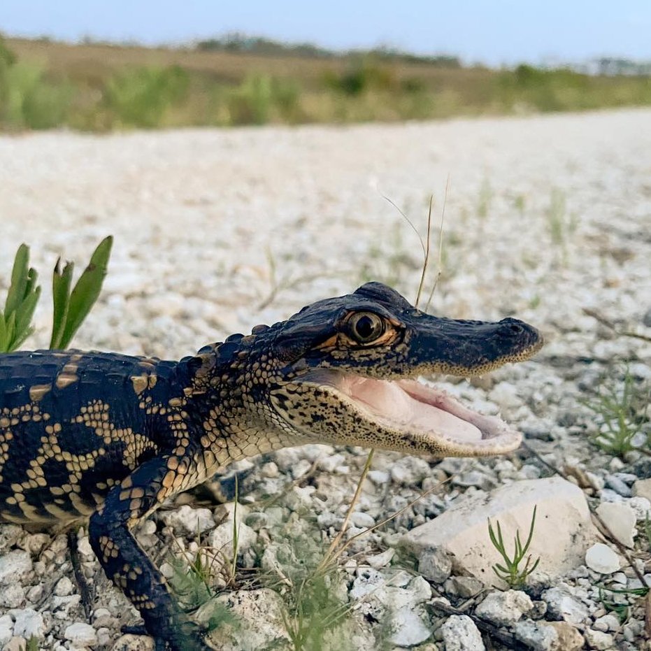 GatorsDaily's tweet photo. he said

:D https://t.co/pXUMd6z1Qg