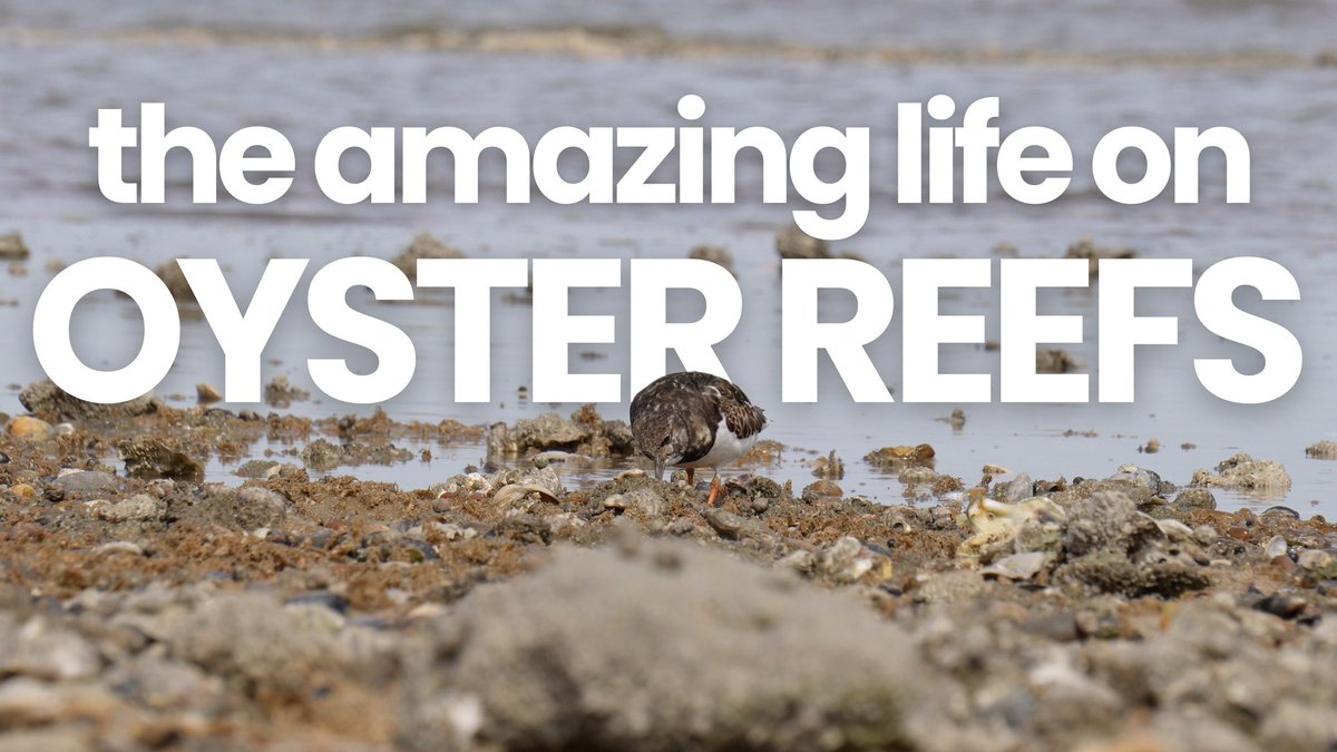 Dr Elizabeth Mills tweet media