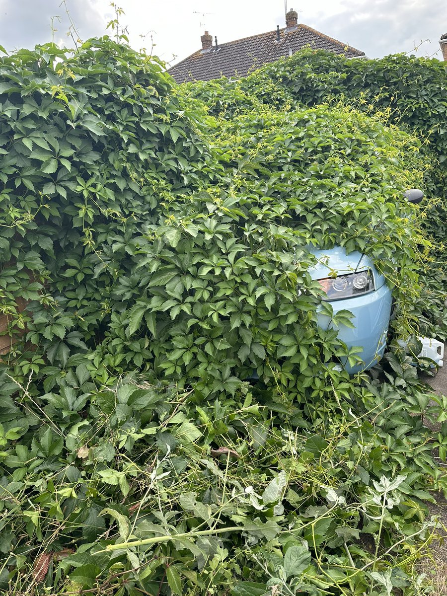 Eye eye…….. what do we have here!!!!!

<a href="/Carpervert/">Jonny Smith</a> <a href="/sniffpetrol/">Richard Porter</a> what we saying???

I have more revealing pictures….. if you don’t get it spooot on

(Ps- Please do more reviews after seeing you guys do FOS🤣👏🏼)

#ssg #barnfind #cars #forgottencars #hedgefind #car #whatisit