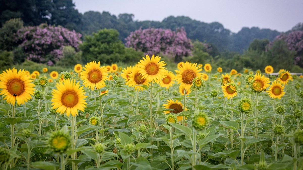 Explore Dorothea Dix Park's 100,000 sunflowers!🌻🌻The sunflower fields serve as a massive pollinator habitat for bees, butterflies and other wildlife. 

Learn more and plan your visit at dorotheadixpark.org/sunflowers