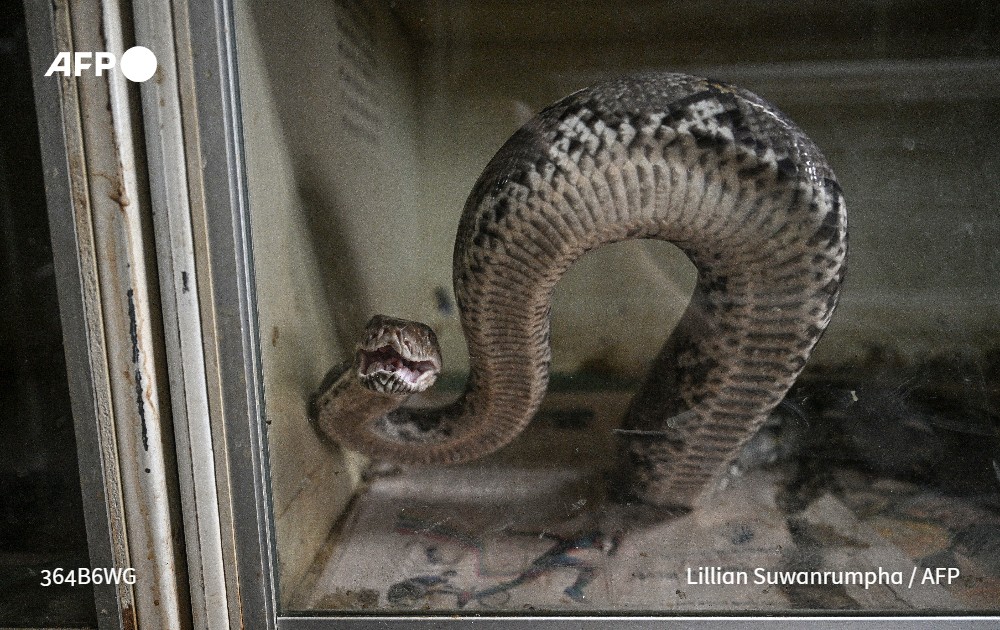 AFP's tweet photo. Snakes on a plate? 

Pythons are already raised for their patterned skins, which are sold to high-end fashion houses for belts and handbags.

But some scientists and industry insiders believe the snakes' true value could lie in their meat https://t.co/6OB8msja2k https://t.co/1qro8Byuaj