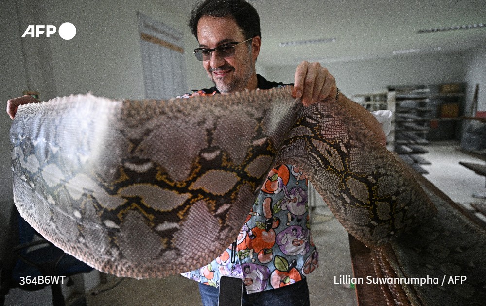 Snakes on a plate? 

Pythons are already raised for their patterned skins, which are sold to high-end fashion houses for belts and handbags.

But some scientists and industry insiders believe the snakes' true value could lie in their meat u.afp.com/5XWh