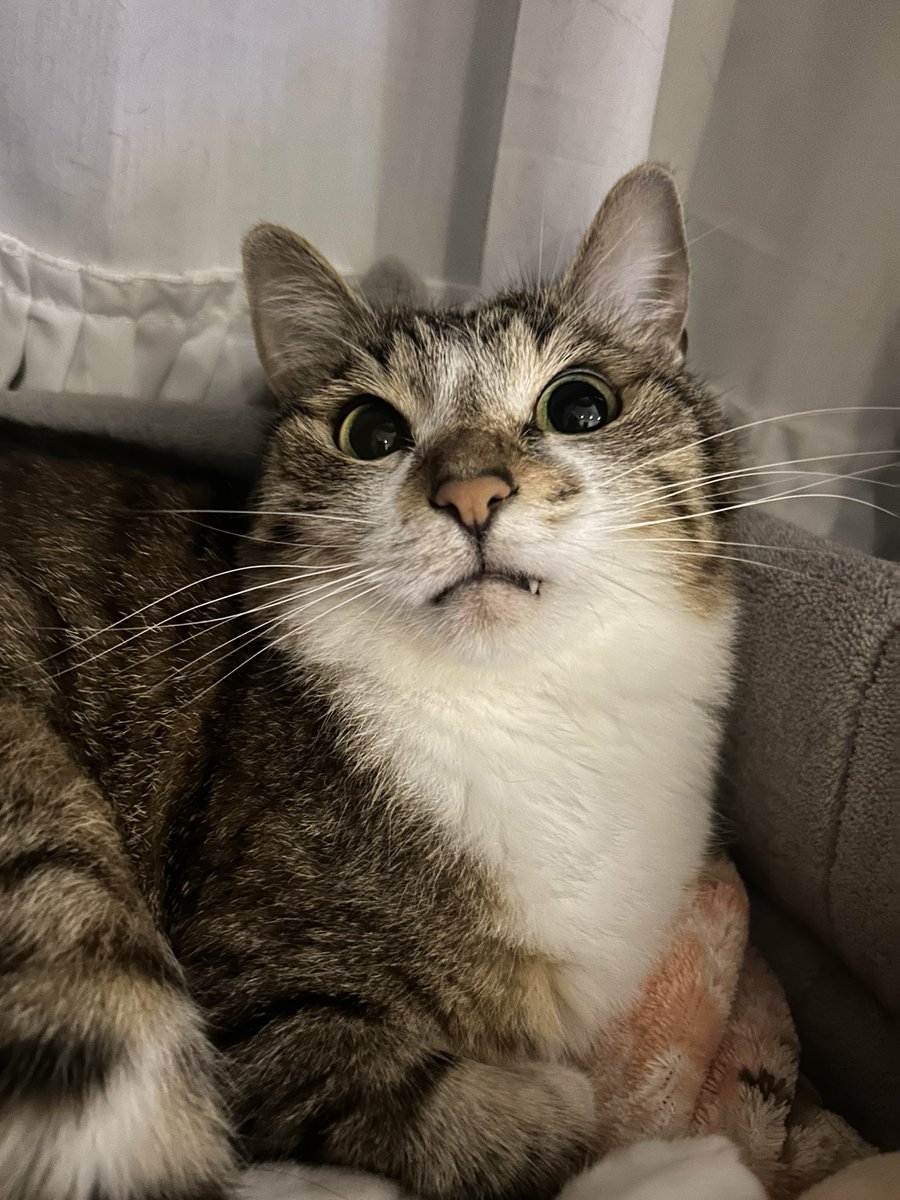 久しぶりのまぐ。
毎日お薬飲んで2日おきの皮下点滴。
頑張ってます！
おかげで順調です。
明日から梅雨明け。
熱中症に気をつけます！