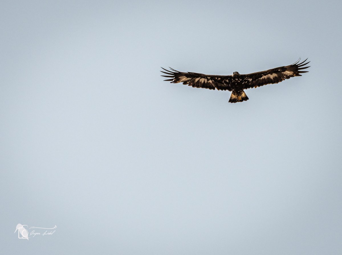 Het is een uitdaging om met deze hitte 42 graden nog een mooie foto te maken. Maar van deze steenarend lukte het nog net vanmiddag in de achtertuin. #steenarend #spanje #nikon #wildlifephotography #murcia