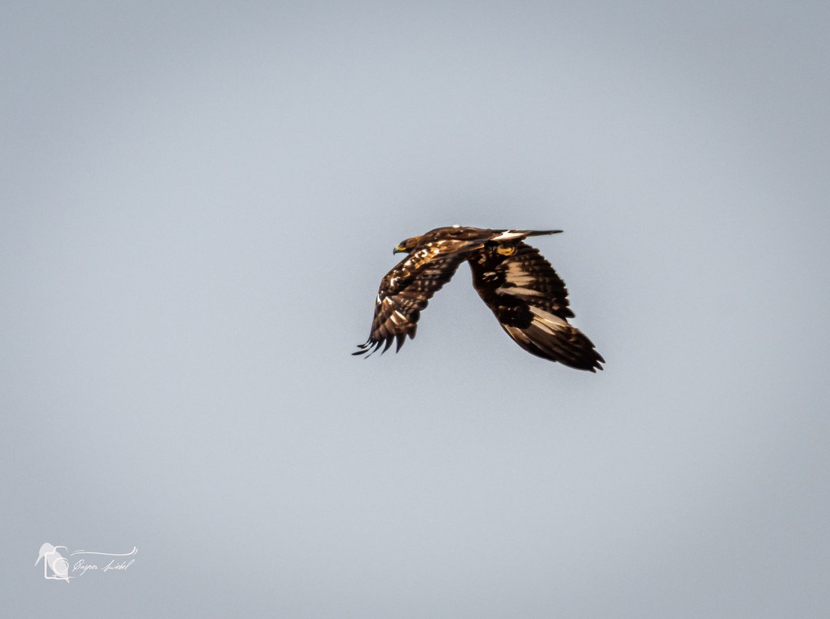 Leven_Met's tweet photo. Het is een uitdaging om met deze hitte 42 graden nog een mooie foto te maken. Maar van deze steenarend lukte het nog net vanmiddag in de achtertuin. #steenarend #spanje #nikon #wildlifephotography #murcia https://t.co/6nXHJIiNjc