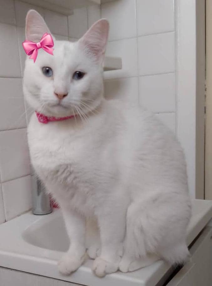 Difundo. Linda gatita blanca ojos azules 2 añitos, muy cariñosa, busca urgente !! Hogar  o temporal responsable se van del país con urgencia este lunes y la gatita necesita resguardo. 🆘🆘😢 Caracas o altos Mirandinos. 04141304943🙏🏽🙏🏽🙏🏽🆘🆘🆘