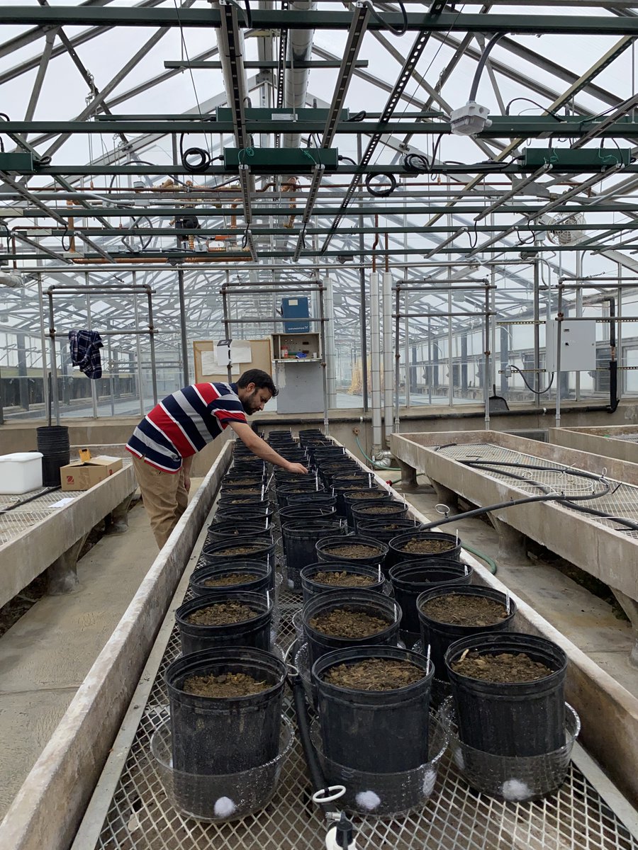 Greenhouse study on Uptake of Per and Polyfluoro Alkyl Substances (PFAS) by Grain, Fibre and CBD Hemp Varieties !!!