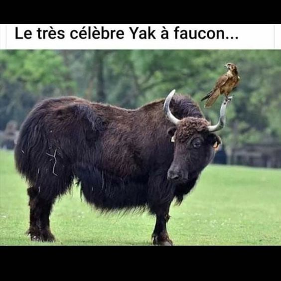 barbuvert's tweet photo. @flexyflow Le célèbre Yak à faucon pour un boomer ca a dû demander une montagne de travail.
( Je suis boomer ) 
C'est dommage cette perte de possibilité. https://t.co/0j6frmEXWj