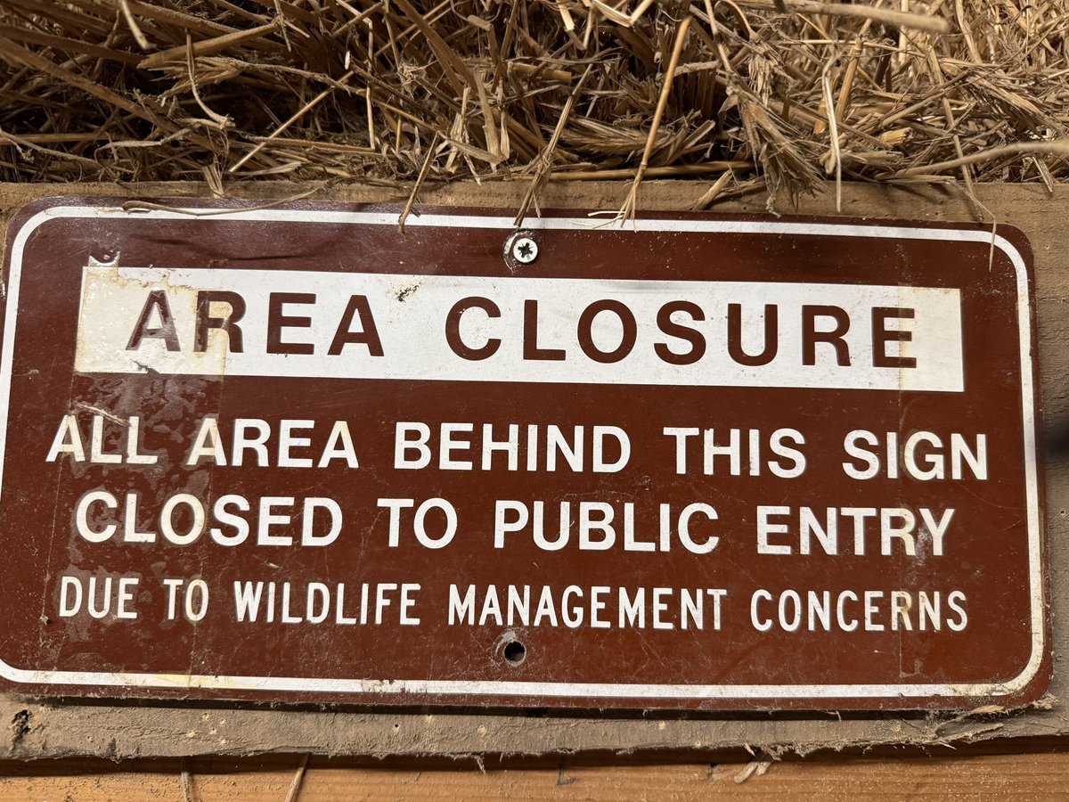 Delen van (stads)parken, fiets en wandelroutes sluiten we soms tijdelijk af als er b.v. een zwaan broed die uitvalt (tot gebroken mensen ledematen aan toe) maar een (deel van) een NATUURgebied afsluiten omdat er wolven welpen zijn, zijn we nog niet aantoe..? #wolf #samenleven
