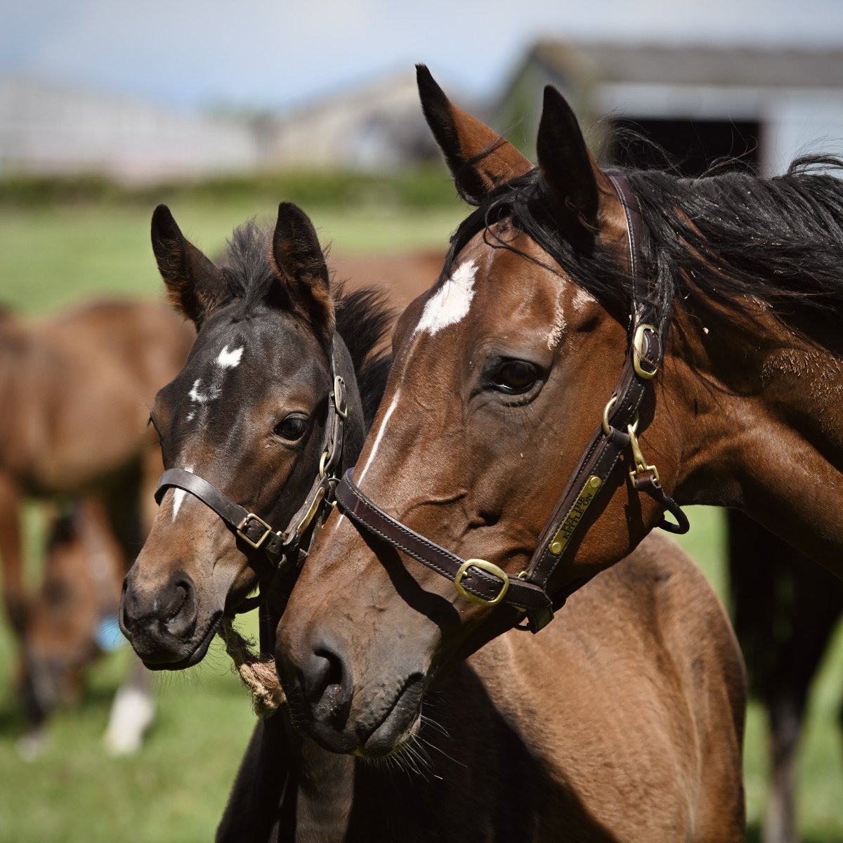 DahlBury's tweet image. Arkle and Champion Chase winner PUT THE KETTLE ON and her beautiful filly by Arc and Derby winner GOLDEN HORN 🏆

We are delighted that PUT THE KETTLE ON has now scanned in foal to the sire of Champion Hurdle winner CONSTITUTION HILL, BLUE BRESIL!