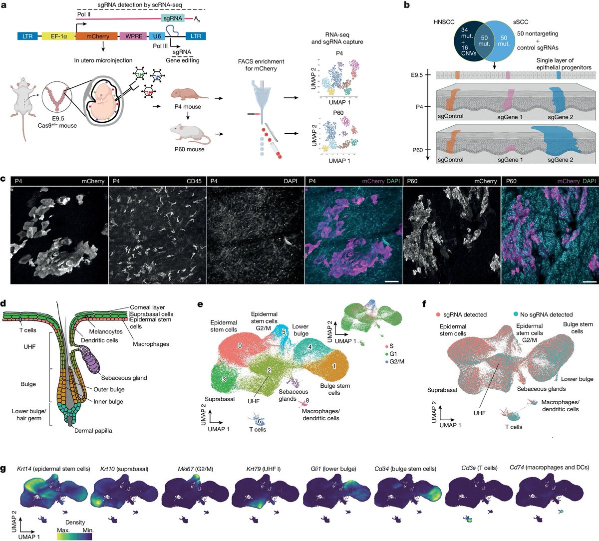 Waggoner Lab (@labwaggoner) on Twitter photo Single-cell in vivo CRISPR probing squamous cell carcinoma clonal dynamics unveils distinct TNF programs in tumor evolution <a href="/Nature/">nature</a> <a href="/AndreasMoor/">Andreas E. Moor</a> <a href="/SendoelLab/">Sendoel Lab</a> <a href="/PeterFRenz3/">Peter F. Renz</a>
nature.com/articles/s4158… Single-cell in vivo CRISPR probing squamous cell carcinoma clonal dynamics unveils distinct TNF programs in tumor evolution <a href="/Nature/">nature</a> <a href="/AndreasMoor/">Andreas E. Moor</a> <a href="/SendoelLab/">Sendoel Lab</a> <a href="/PeterFRenz3/">Peter F. Renz</a>
nature.com/articles/s4158…