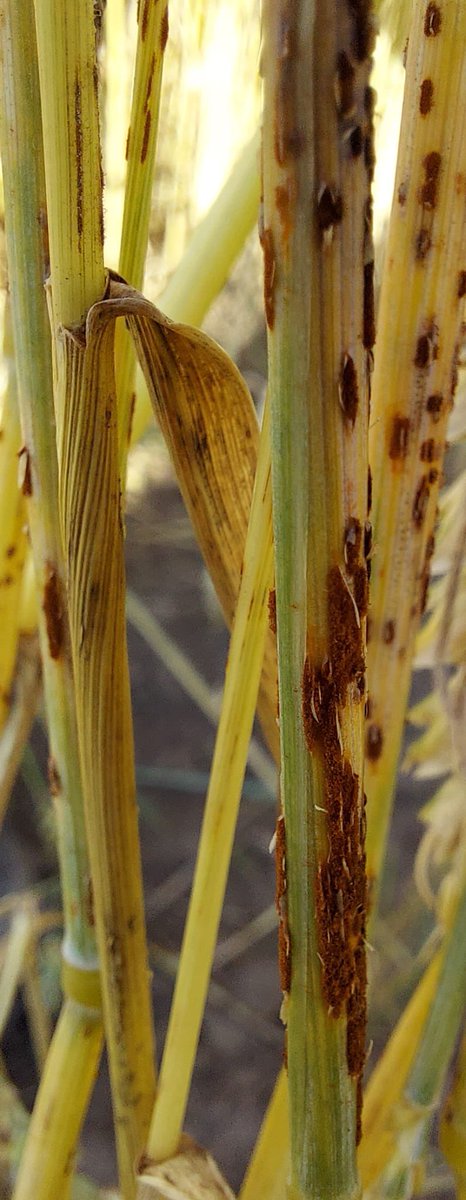 Jey00225's tweet image. Found today in the field near Bielefeld, Germany #StemRust #Wheat #Reemergence