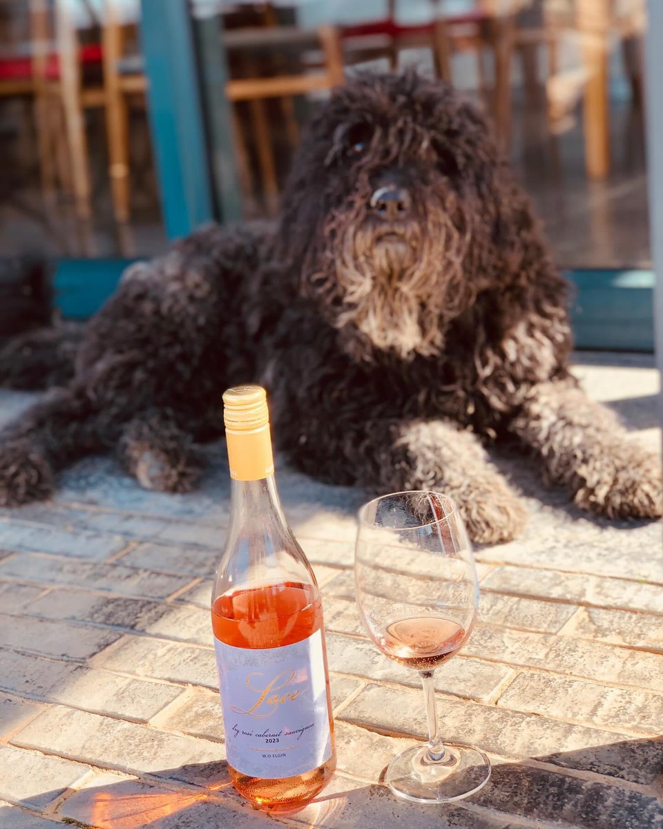TsepangMolisana's tweet photo. Pardon Me, I Wasn’t Familiar With Your Game
Lace by @Almenkerk is a lifestyle collection of Estate wines from the @winesofelgin property
Lace Dry Rosé 2023 has an intriguing savoury character.
It puts its best paw forward. Rosé any day,
#Almenkerk
#InMyKitchenPod https://t.co/QgJOq97K7i