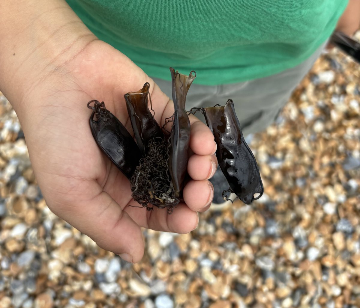 LeosAnimalPlan1's tweet photo. @Celestite111 @NeptunesPirates Yes it was really fun! 💚 It was great to find these hatched rays egg cases too and try and see what rays or sharks they belonged to #greateggcasehunt https://t.co/rFKmCN6zKv